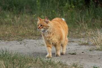 Obraz premium Ginger cat walking on a dirt path surrounded by green grass and dry vegetation