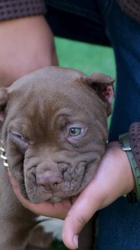 vertical video of Charming fawn French Bull dog with expressive eyes peacefully resting outdoors golden chain around neck, attentively observing its quiet surroundings with serene curiosity. 