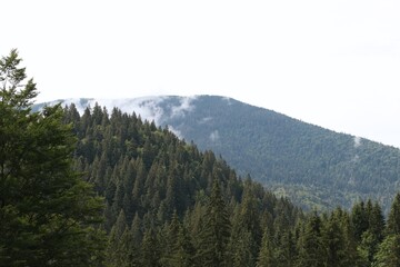 Naklejka premium Mist on Mountain Slope and Pine Tree Forest with Copy Space