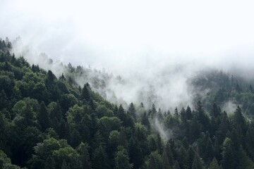 Misty Coniferous Forest Covered in Fog on Mountain Slope with Copy Space © Alla