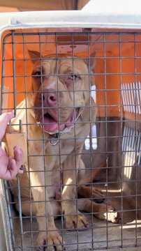 vertical video of a sad American bully dog, golden color bully dog in the cage wants to free, the dog of American bully breed of brown color standing in the cage with serious face
