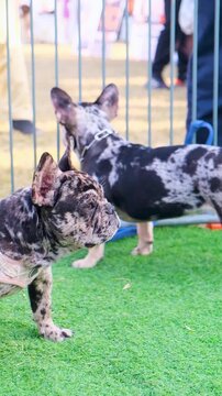  vertical vedio of American bully dogs,  two bully dogs in the cage, the dog of American bully breed of tri color standing in the cage with serious face