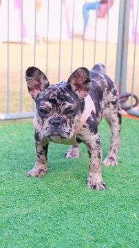 vertical video of American bully dog, tri color bully dog chain around his neck, the dog of American bully breed of tri color standing in the cage with serious face
