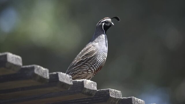male California quail standing guard 