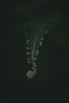 Unfurling Fern (Polystichum Munitum) in Moody Green Light