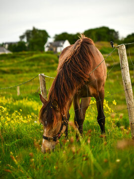 Brown horse grazes in sunny meadow filled with yellow flowers. Horse wears halter and stands calmly among tall grass. Background shows green hills and distant house