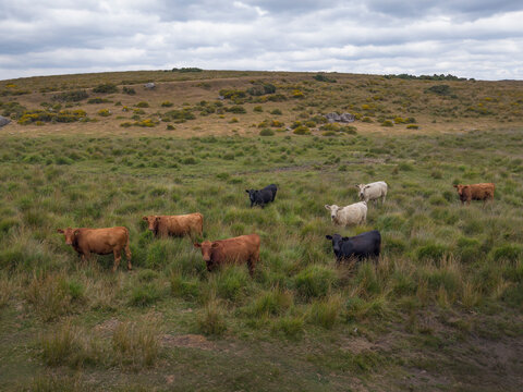 Cattle in the long grass