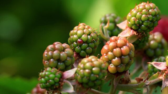 unripe blackberries in the nature 4k video