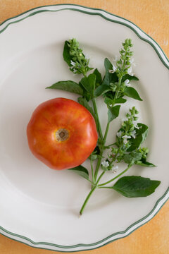 Ripe red tomato with flowering basil arranged on a white plate with copy space.