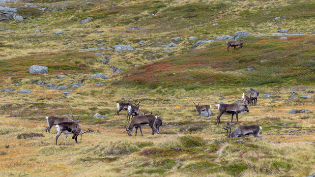 View of a herd of reindeer grazing on the mossy, rocky slopes of the tundra in Valldal, More og Romsdal, Norway.