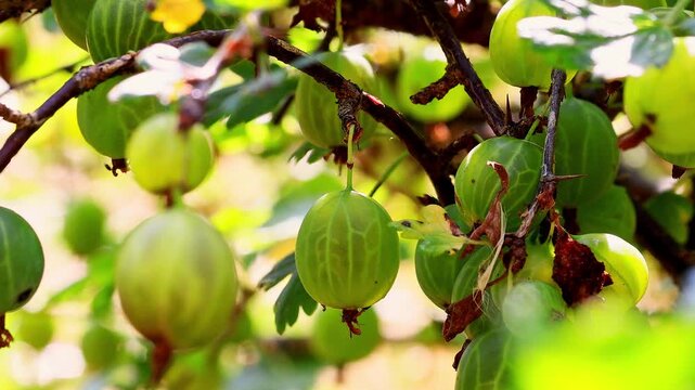 ripe gooseberries in the nature 4k 25fps video