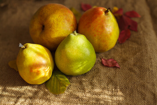 Fresh ripe organic pears with autumn leaves on rustic burlap background
