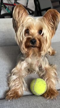 Adorable little Yorkshire Terrier puppy happily playing with a green tennis ball on a comfortable grey sofa at home, creating a funny and playful atmosphere