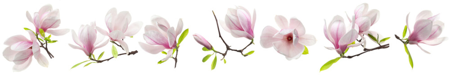 Delicate magnolia flowers isolated on white, set © New Africa