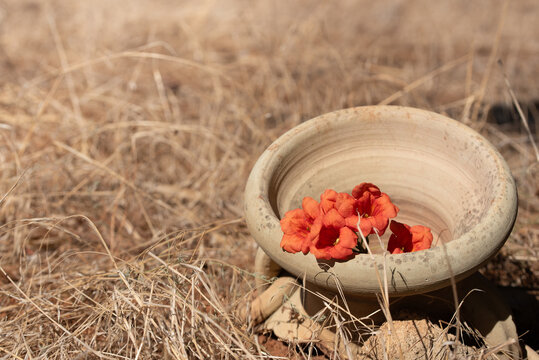 Close-up of trumpet flowers (Campsis) growing out of an old clay jug. The jug is on a dry meadow.