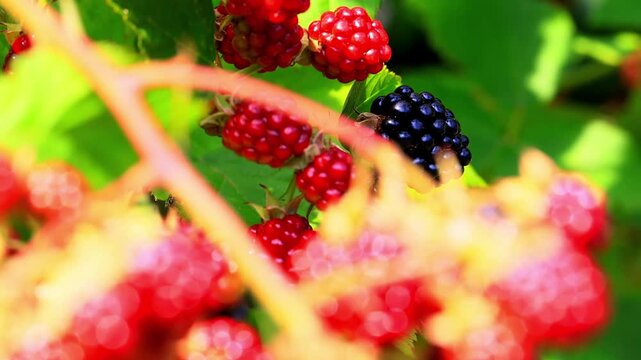 real blackberries in the nature 4k video