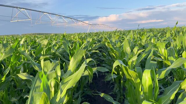 Corn, farmer. The corn fields show rows of healthy corn under an irrigation system. The irrigation system ensures the corn grows well in the sunlight and healthy soil.
