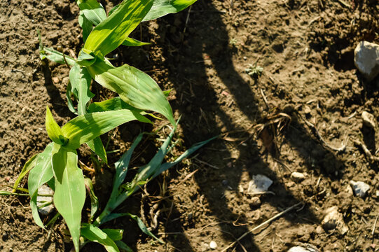 A top-down view shows young green corn plants growing in cultivated soil in a field. Bright sunlight casts distinct shadows across the dry agricultural earth.