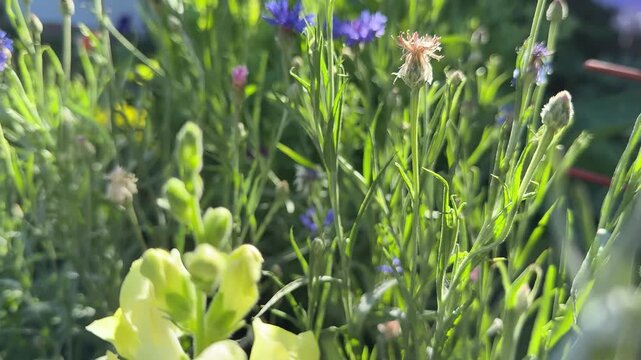 Vibrant green foliage background featuring various wildflowers in bloom, natural sunlight highlighting delicate floral textures and growth, perfect for organic themes and nature articles