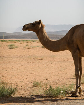 View of a camel standing in the vast Wadi Rum Desert with arid sandy terrain and distant mountains in the background, Wadi Rum Village, Aqaba Governorate, Jordan.