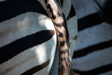 Naklejka premium Zebra Rear View and Tail in Natural Habitat