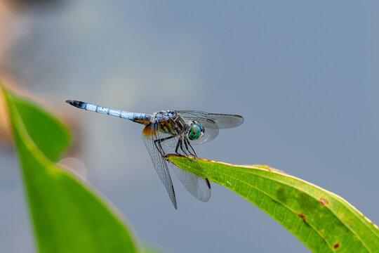Blue dasher dragonfly perched on a green leaf in a wetland. This dasher is of the skimmer family and is found in a wide variety of habitats in the USA including bogs, marshes and fields. 