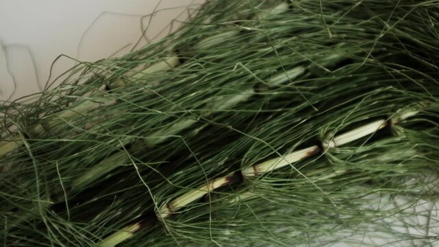 Fresh green horsetail plants. For herbal hair loss treatments, natural cosmetics advertising, alternative medicine tutorials, or educational botany content.