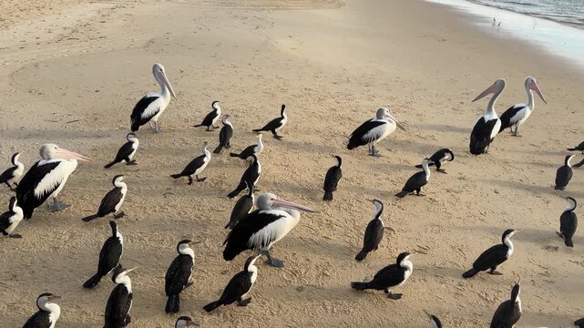 Australian Pelicans and Pied Cormorants Resting and Preening on Sandy Beach