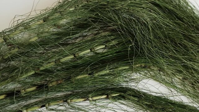 Fresh green horsetail plants. For herbal hair loss treatments, natural cosmetics advertising, alternative medicine tutorials, or educational botany content.