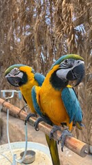 blue and yellow macaw © Retal