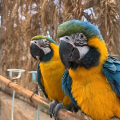blue and yellow macaw © Retal