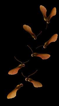 Falling maple samara seeds on black overlay background