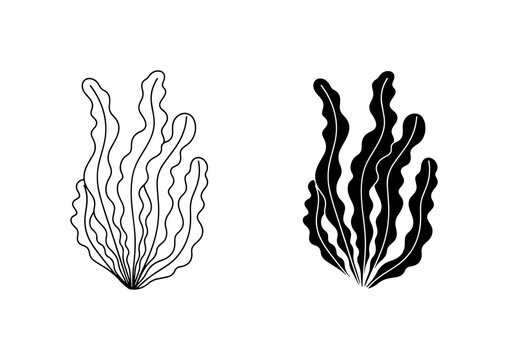 Seaweed Vector Illustrations, Ocean Plant Line Art and Silhouette, Aquatic Flora Graphics