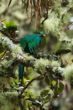 Resplendent quetzal perched in the cloud forest of Costa Rica