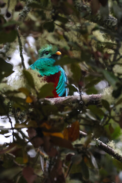Resplendent quetzal perched in the cloud forest of Costa Rica