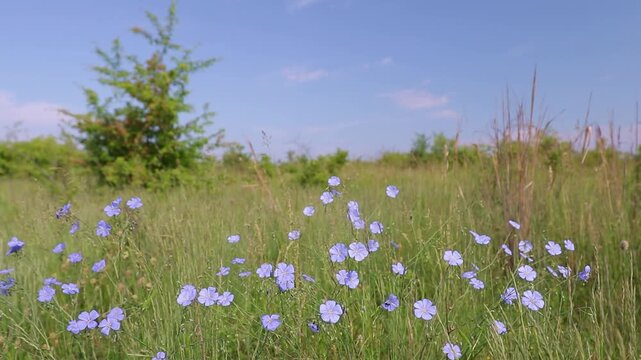 Wild Flax Flowers Blooming Sunny Meadow