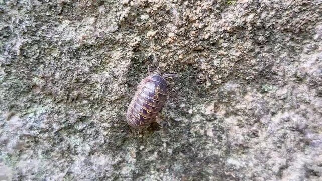 Woodlouse crawling on rough stone surface close up