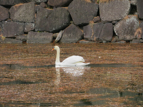 View of a white swan swimming in the historic moat of the Imperial Palace with a stone wall background in Tokyo, Tokyo, Japan.