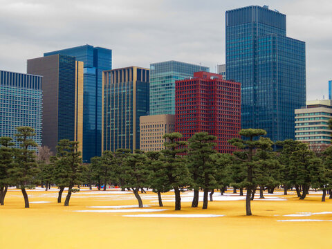 View of the Imperial Palace East Garden with manicured pine trees and patches of snow in the foreground against the modern skyscrapers of the Tokyo skyline in Tokyo, Tokyo, Japan.