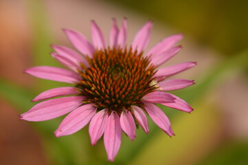Fototapeta premium Pink Coneflower Blossom Close Up