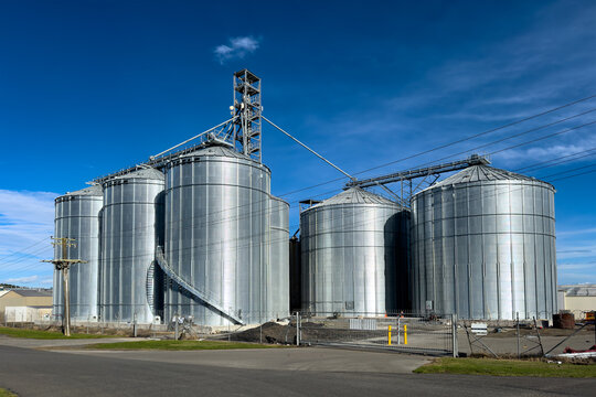 Large steel grain and corn silos. Corrugated galvanized steel cylinders used to dry, store, and protect crops like corn, wheat, and soybeans from pests, moisture, and spoilage. At Foxton, New Zealand.
