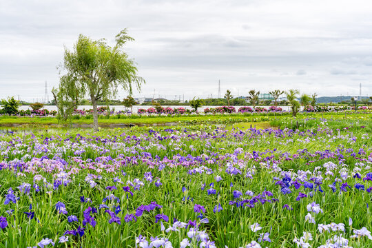 水郷佐原あやめパークの花菖蒲とあじさい