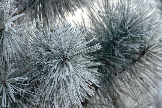 Frosted pine needles winter closeup