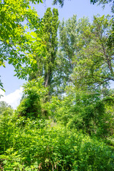 Fototapeta premium Landscape around Pancharevo lake, Bulgaria