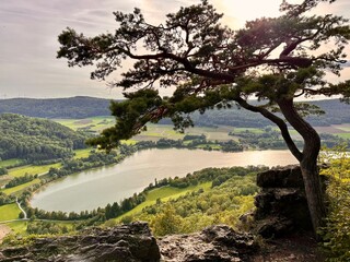Fototapeta premium tree in the mountains