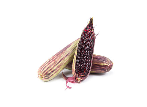 Red sweet corn or Siam Ruby Queen can be eaten fresh isolated on a white background. Select focus.
