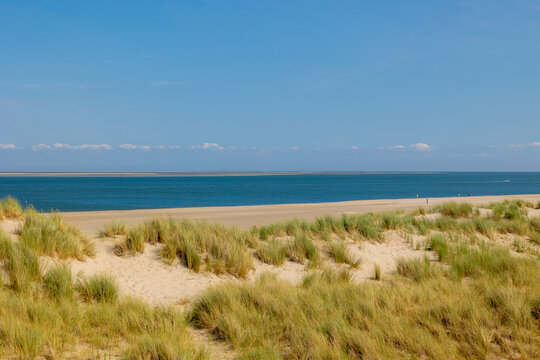 Typical landscape of Island in north sea with blue sky, Beach and european marram beach grass on sand dunes, De Cocksdorp is a small village in the Dutch province of North Holland, Texel, Netherlands.