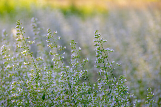 Selective focus of Clinopodium nepeta flowers in the garden, Lesser calamint is a perennial herb of the mint family known for having fragrant, Grey green, Oregano like leaves with a pennyroyal smell.