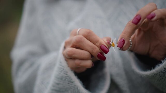 Close intimate close-up of well-groomed hands with burgundy nail polish gently pulling apart small white flower petal, showing careful fingertip manipulation and gradual separation