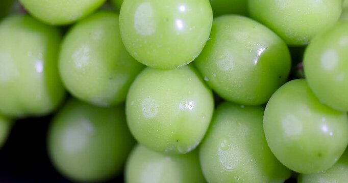 Macro-shaped bunches of fresh green grapes, Ripe green grapes on the branches after harvest